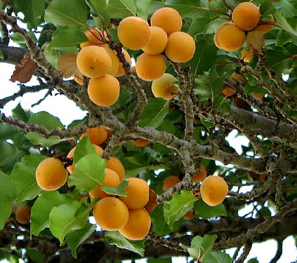 Apricots on Tree